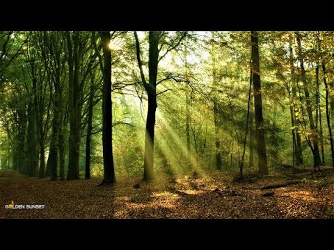 las - leśna polana - drzewa - śpiew ptaków- szum natury