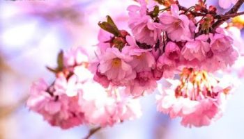kwiat wiśni - wiosna - wiosenne kwiaty - muzyka relaksacyjna
