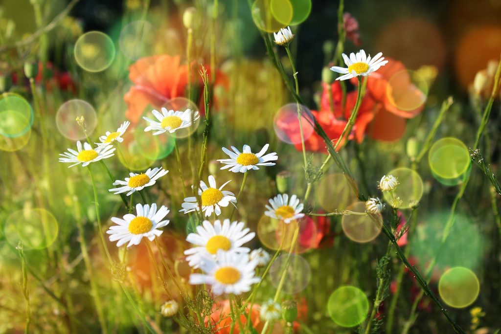 kolorowa łąka wiosenne kwiaty, pozytywna muzyka relaksacyjna

