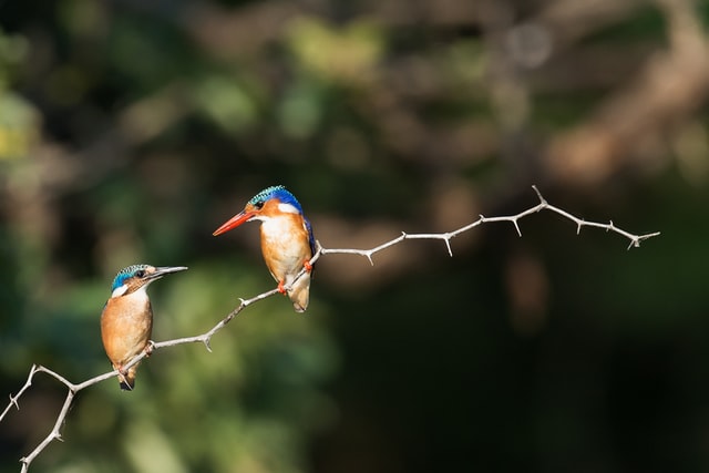 dwa kolorowe ptaki skierowane w swoją stronę, siedzące na gałęzi; rozmazane tło
