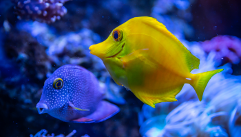 żółta ryba na tle niebieskieggo, podwodnego świata