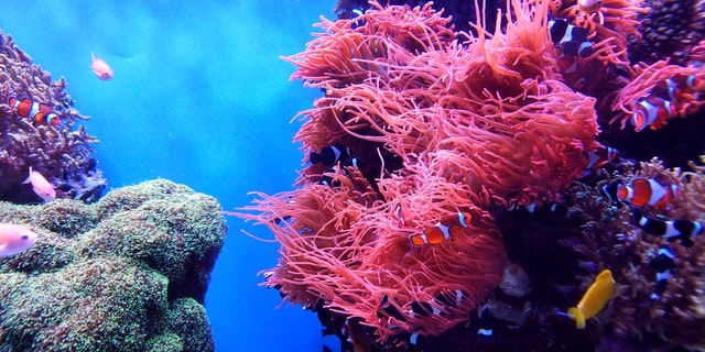 rafa koralowa, podmorska przyroda
