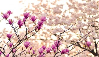 kwitnące wiosną kwiaty na drzewie