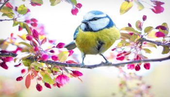 kolorowy ptak siedzący na gałęzi kwitnącego, kolorowego drzewa