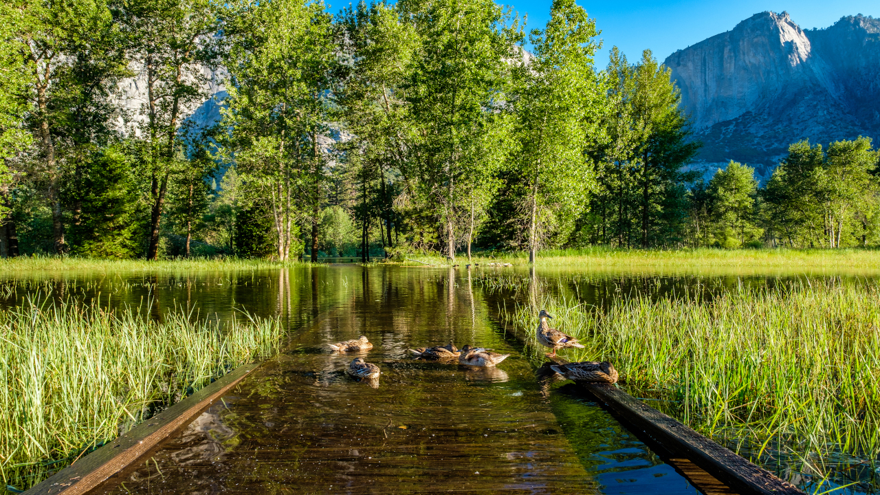 rzeka w otoczeniu łąk i drzew, piękna natura