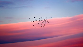 ptaki na tle różowego nieba