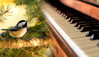 ptak na gałęzi i pianino