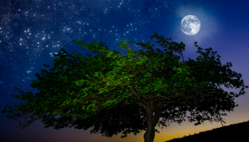 drzewo i gwiaździste niebo z księżycem
