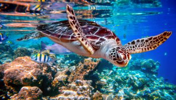 żółw po wodą na tle rafy koralowej