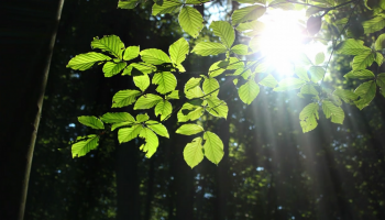 zielone liście w promieniach słońca