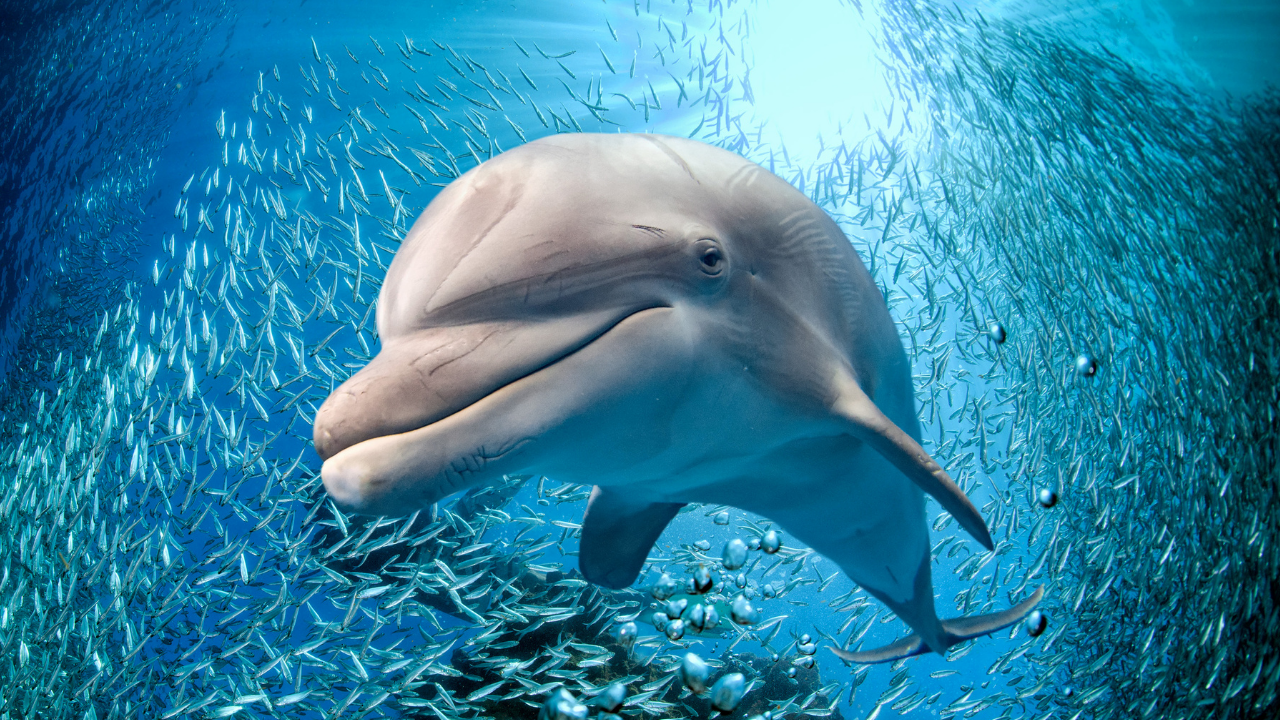 delfin w wodzie