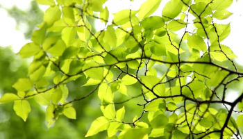 drzewo-listki-na-drzewie-wiosenne-drzewo-muzyka-niosąca-pozytywną-energię