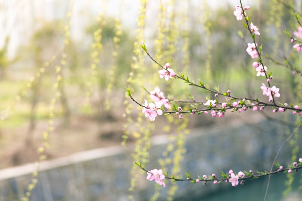 wiosenna muzyka relaksacyjna - muzyka niosąca pozytywną energię - wiosenne drzewo
