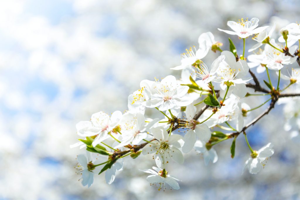 Wiosenne kwiaty - wiosna - kwiat jabłoni - muzyka łagodząca napięcie nerwowe