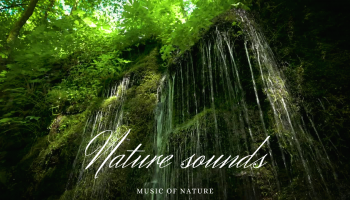 relaksujące dźwięki natury leśny wodospad