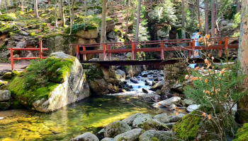 most w lesie pod którym płynie strumyk