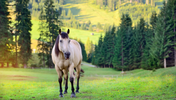 koń stoi na zielonej polanie a w tle widać choinki