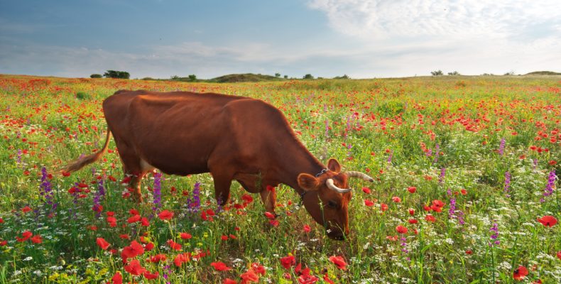 krowa je trawę na łące