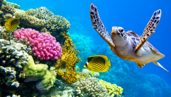 rafa koralowa i żółw pod wodą