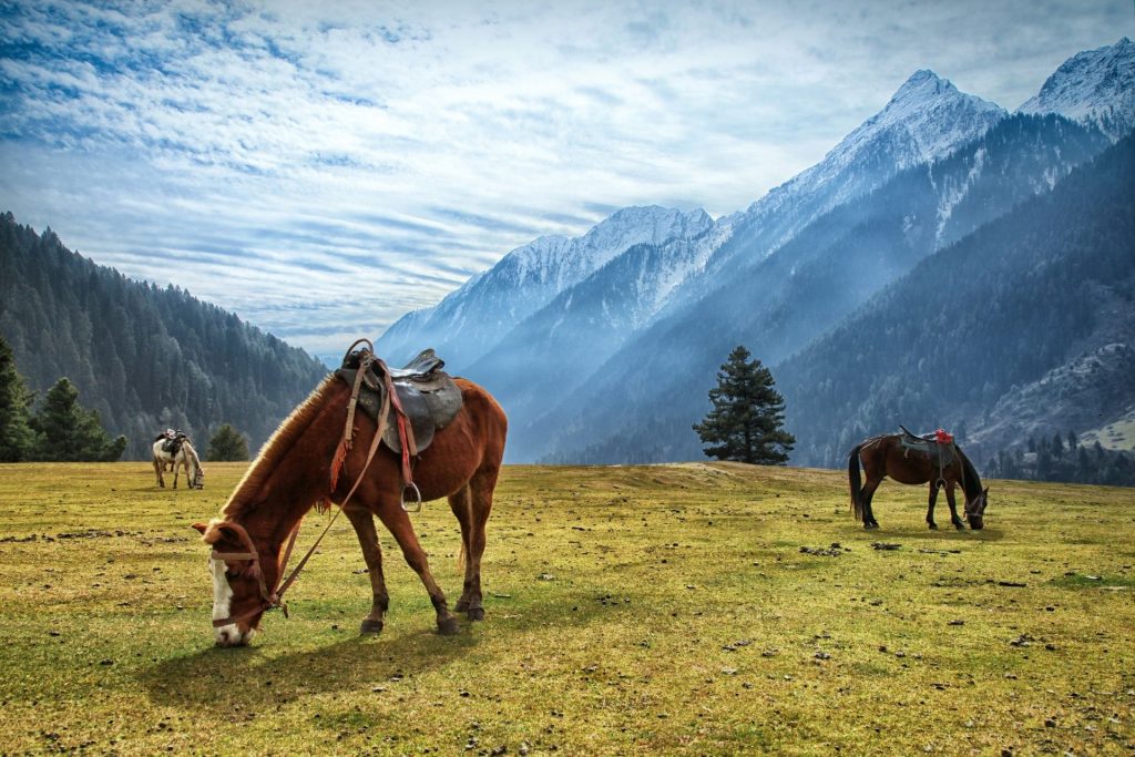 konie pasą się na łące, a w tle widać góry