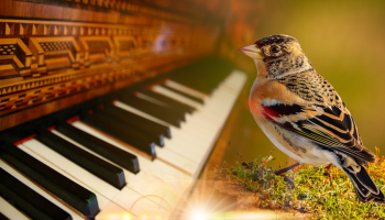 ptak stoki na trawce, a obok niego widać pianino