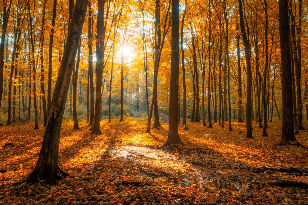 jesienny las i promienie słońca 