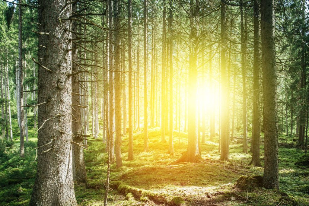zielony las i promienie słoneczne, które przebijają się przez drzewa