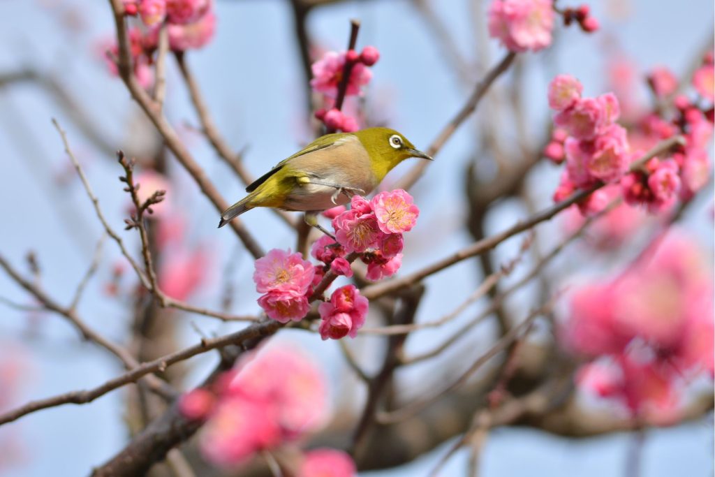 Ptak siedzący na drzewie kwitnącej wiśni.