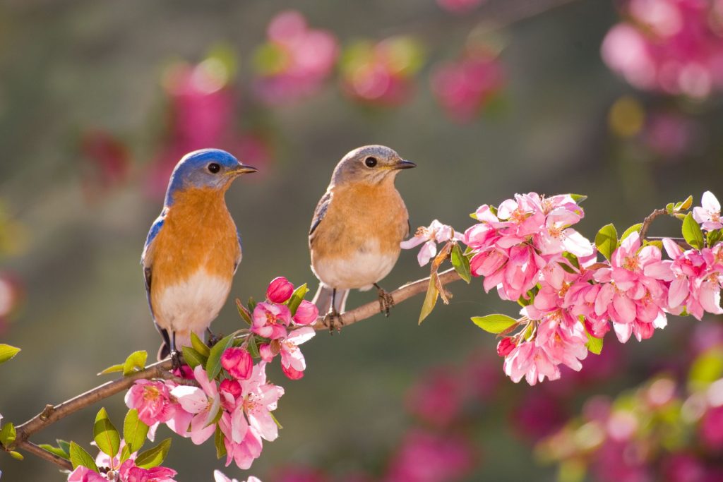 Ptaki na gałęzi kwitnącego drzewa
